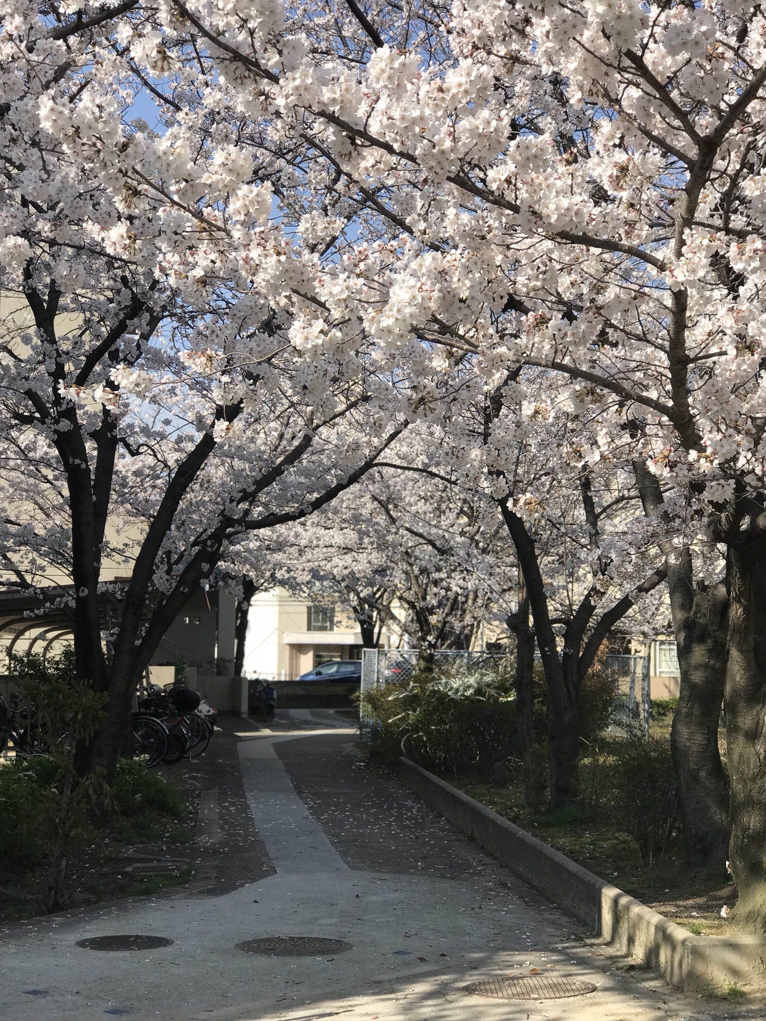 桜の綺麗な季節ですね